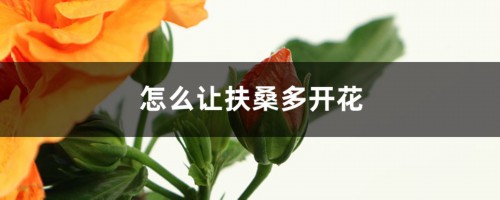 怎么让扶桑多开花，花期如何养护