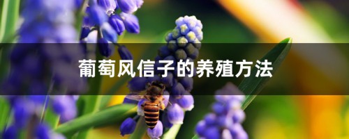 葡萄风信子的养殖方法