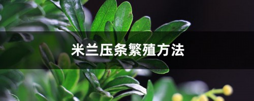 米兰压条繁殖方法，米兰花怎么压枝