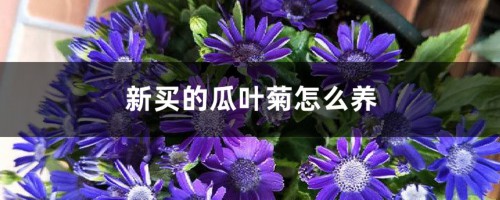 新买的瓜叶菊怎么养