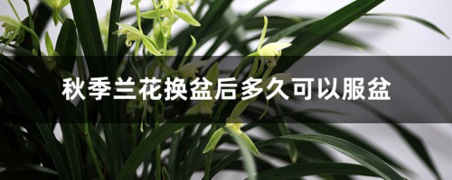 秋季兰花换盆后多久可以服盆，服盆期不能见光吗