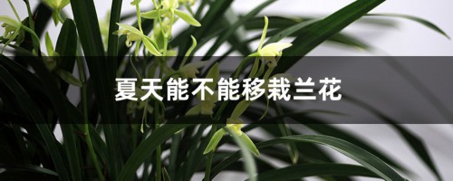 夏天能不能移栽兰花，能不能给兰花施肥