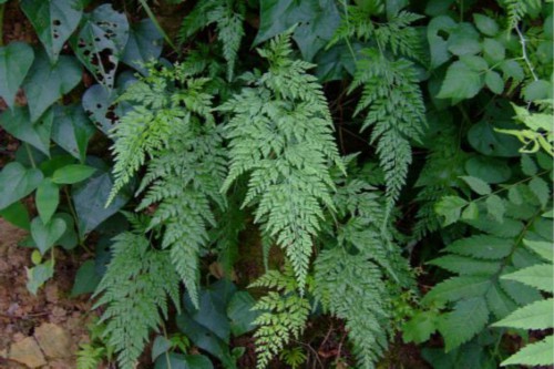 蕨类植物能净化空气吗？