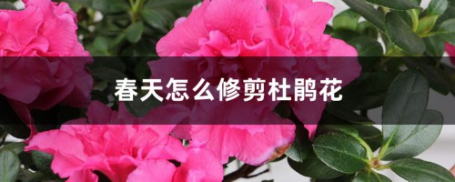 春天怎么修剪杜鹃花