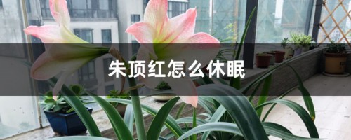 朱顶红怎么休眠