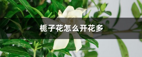 栀子花怎么开花多