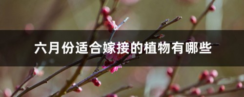 六月份适合嫁接的植物有哪些