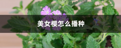 美女樱怎么播种