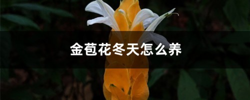 金苞花冬天怎么养